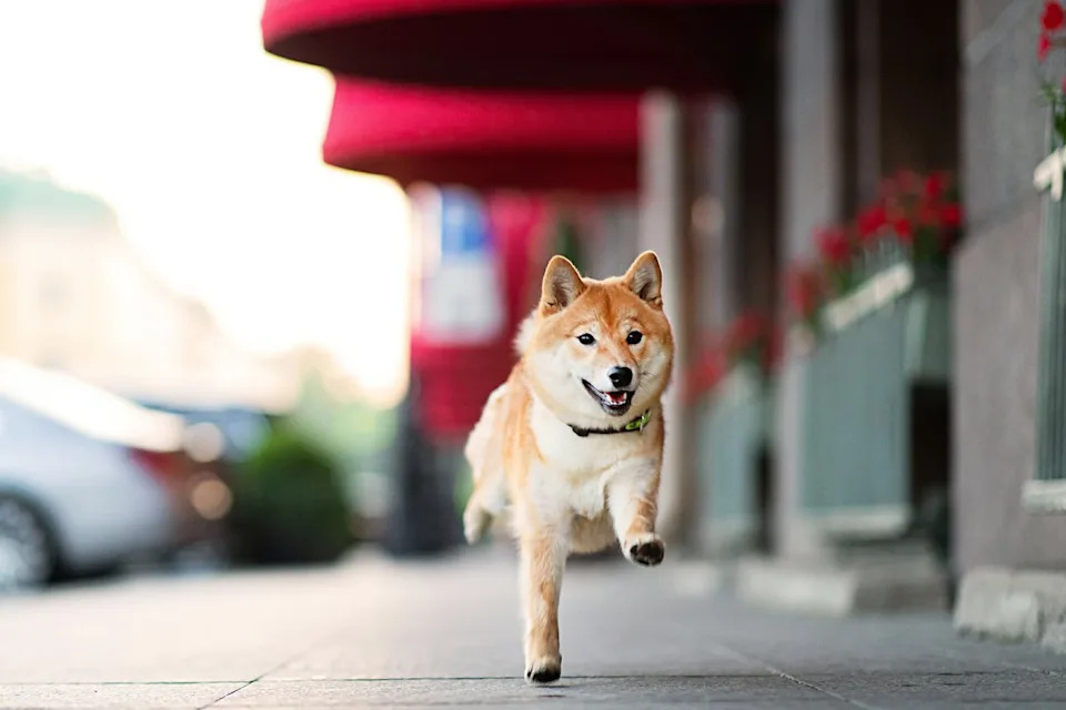 Is Dogecoin a Buy Right Now? These 2 Words From Elon Musk Give Investors a Clear Answer.